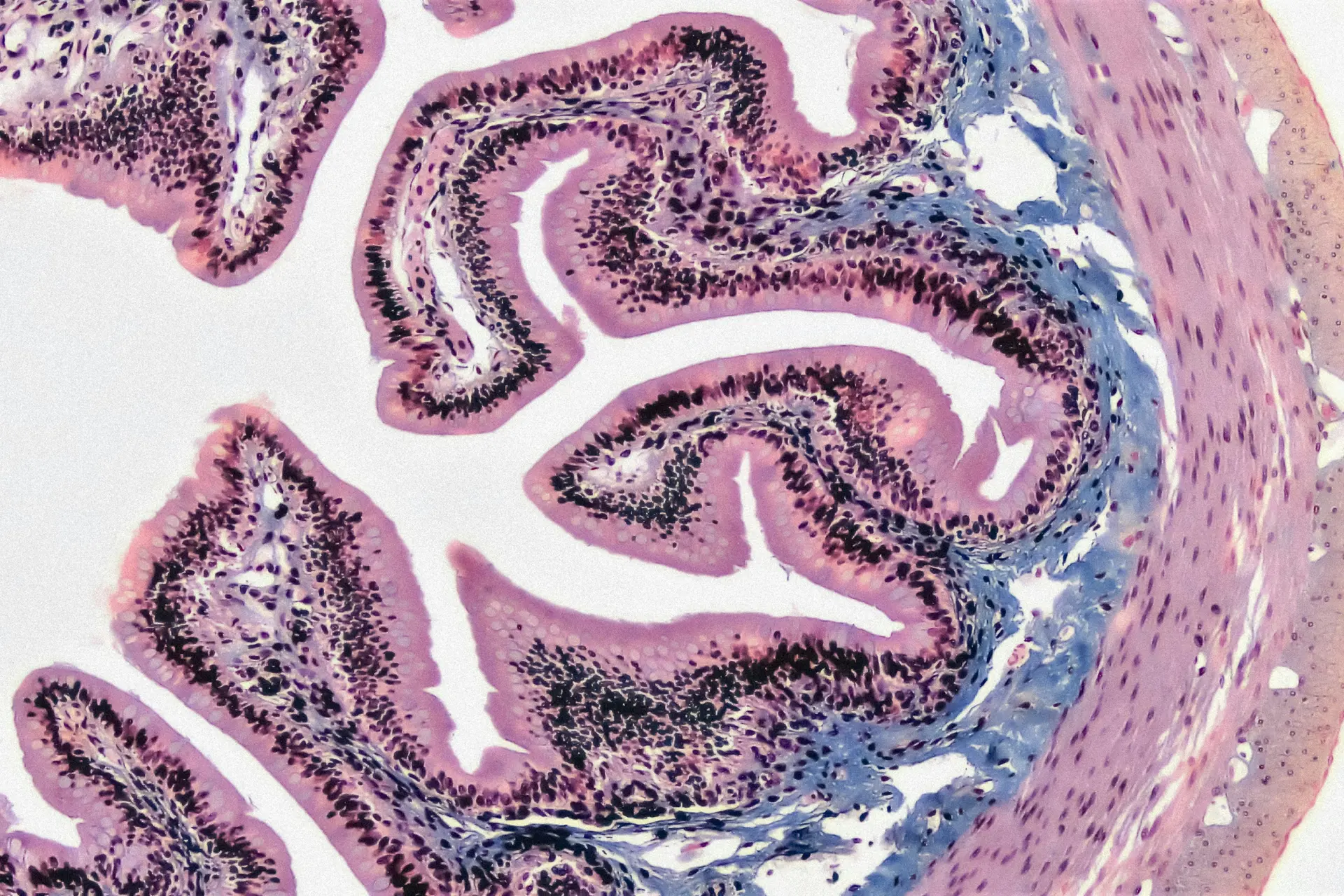 Epithelial tissues
